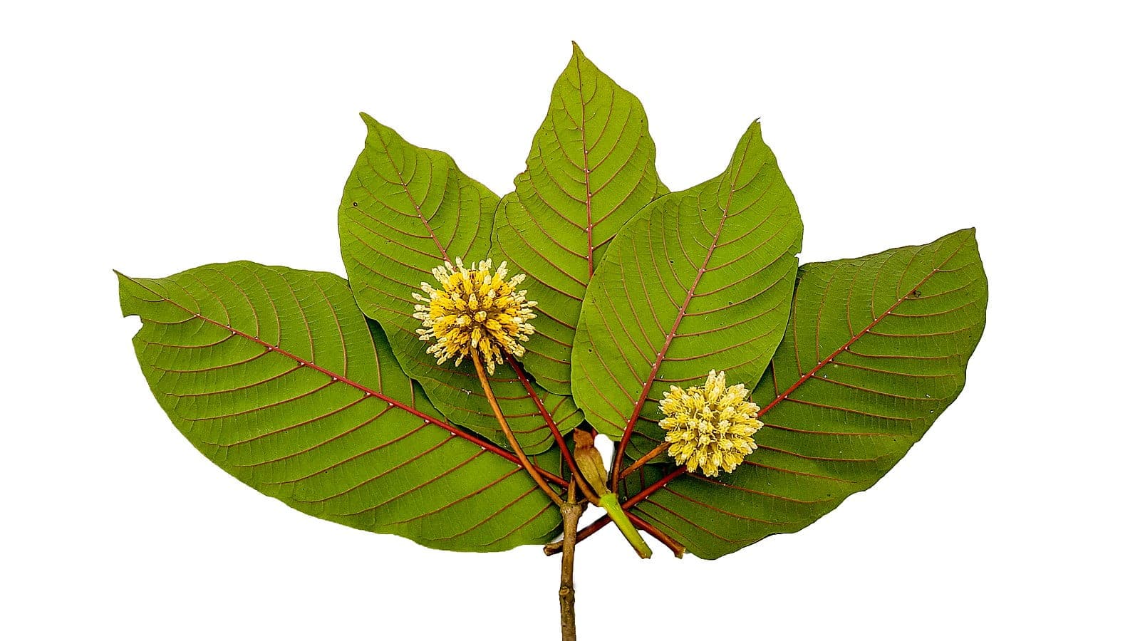 Willkommen in unserem Kratom Online-Shop!