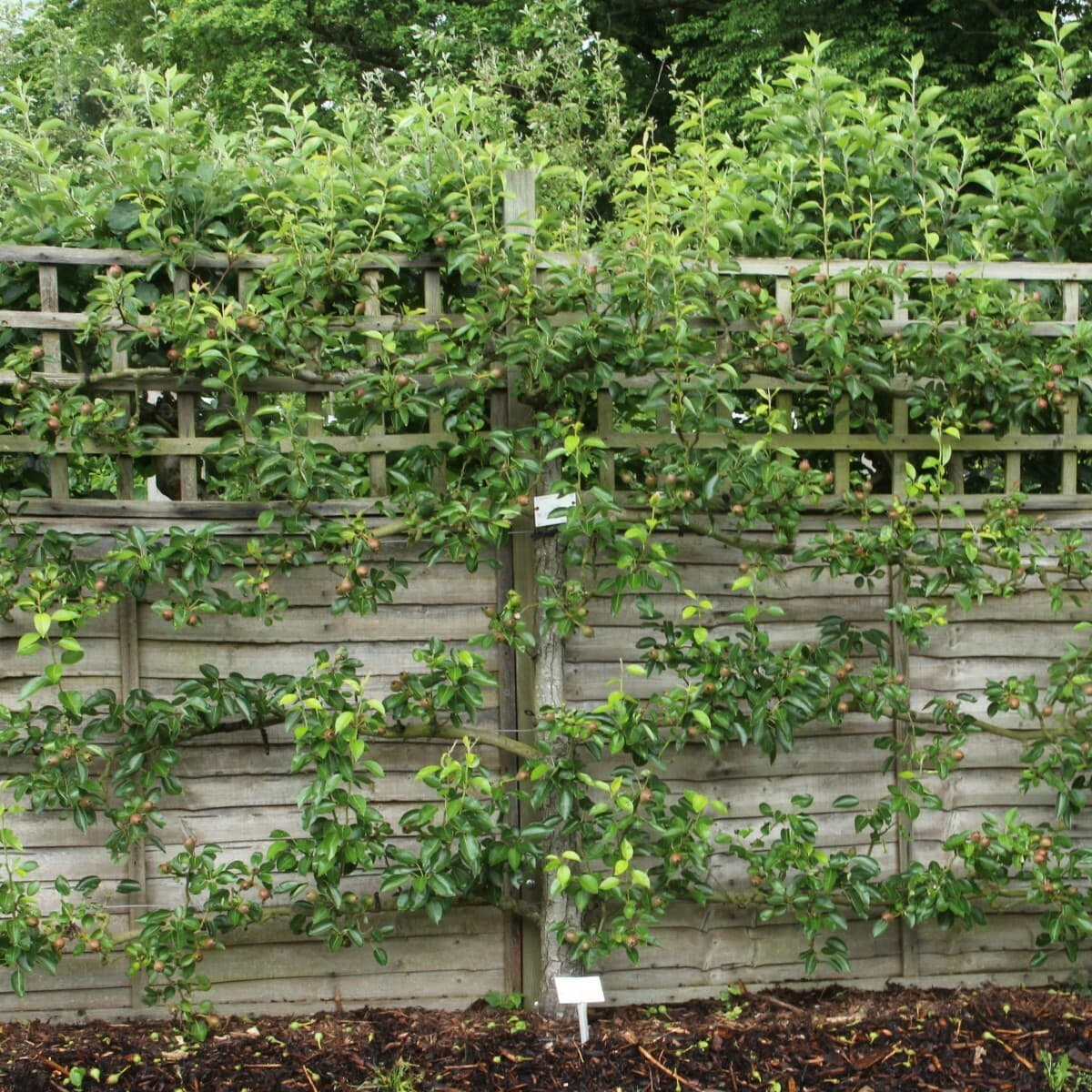 Immergrüne Spalierbäume: Die besten Optionen für mehr Privatsphäre im Garten