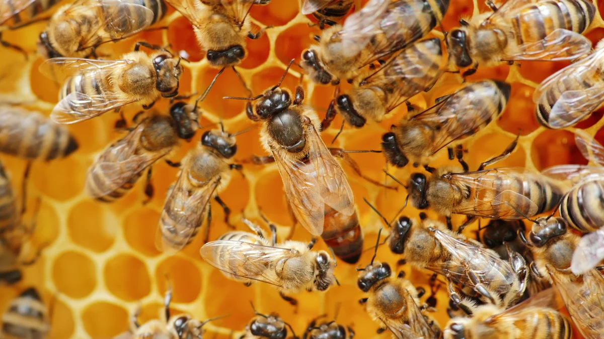 Bienenprodukte als Heilmittel: Traditionelle Anwendungen und moderne Forschungsergebnisse