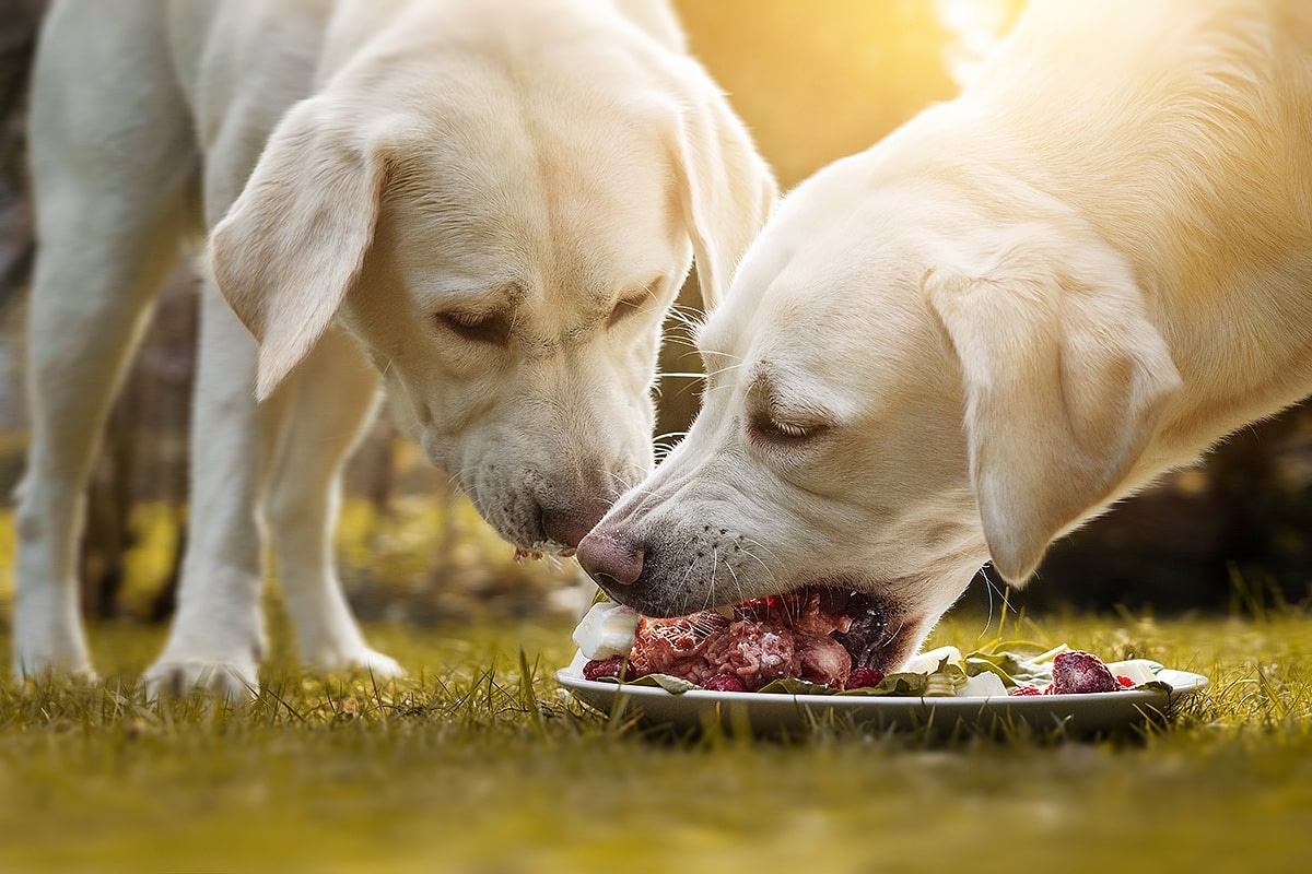 Praktisches Hundezubehör: Clevere Lösungen für Ihren Vierbeiner