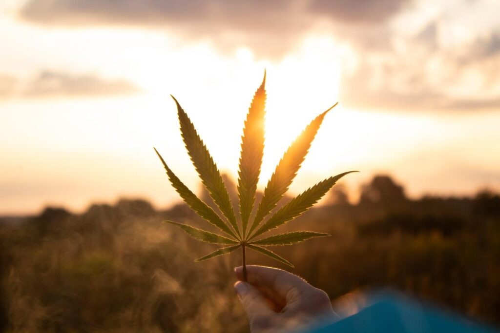 Einzigartige Strains für Kenner – Hanfsamen bestellen und Neues ausprobieren