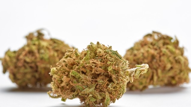 THCA blüten deutschland: Der ultimative Leitfaden für Anfänger