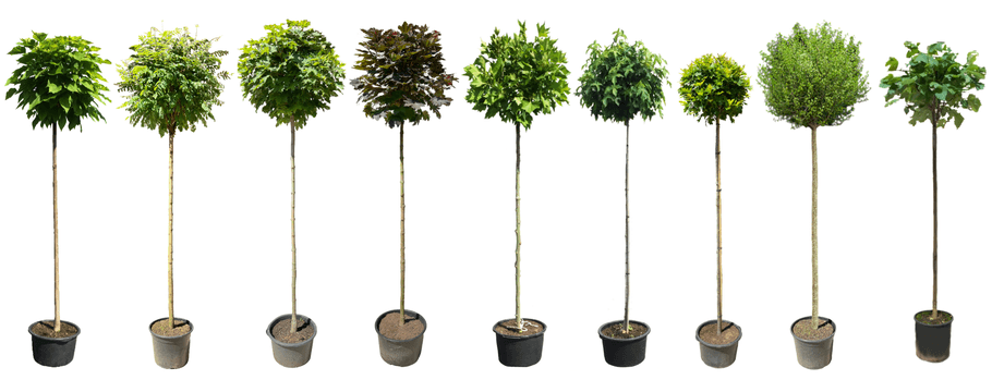 Warum Kugelbäume kaufen bei Venovi? Expertise und Liebe zum Baum seit Generationen