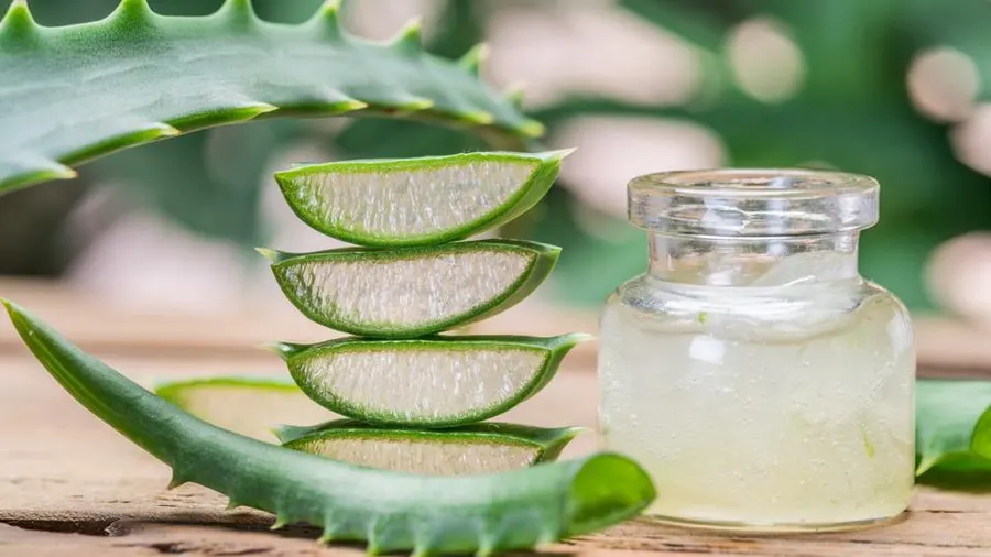 Pflegen Sie Ihren Körper auf natürliche Weise mit Forever Living Aloe Vera