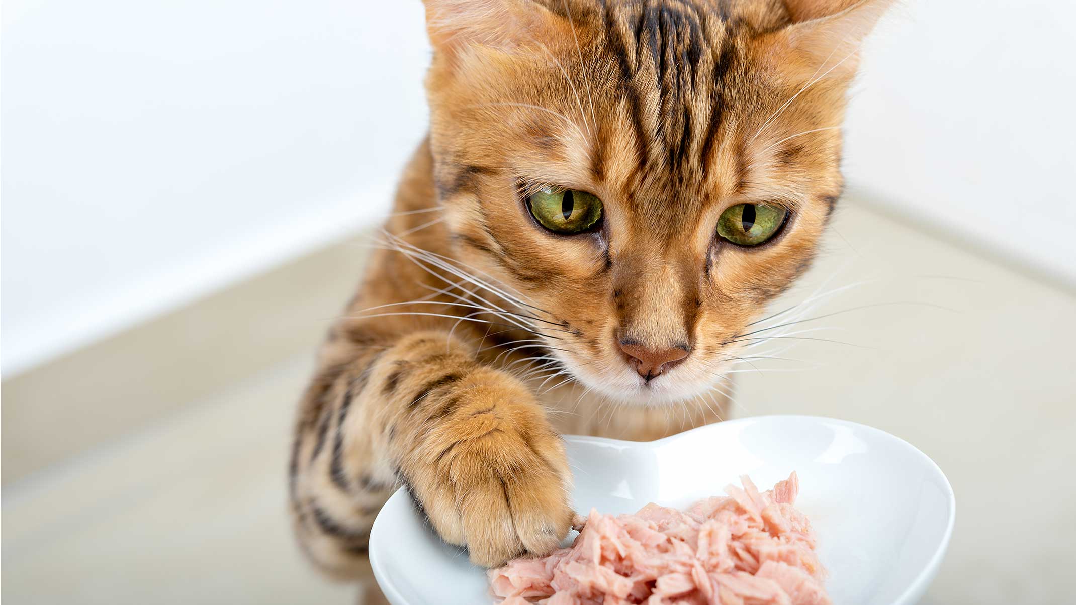 Bio-Katzenfutter: Genieße die Reinheit des Catfood