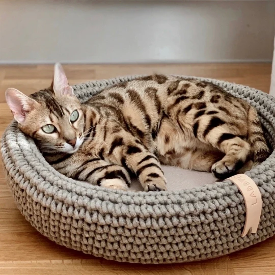 Katzenbett oder Katzenturm: Welche ist die beste Wahl?