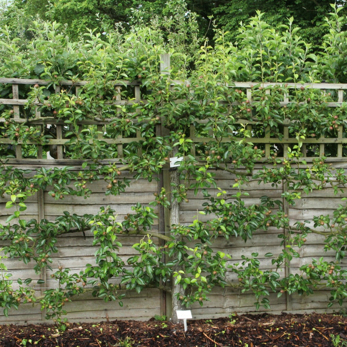 Immergrüne Spalierbäume: Die besten Optionen für mehr Privatsphäre im Garten