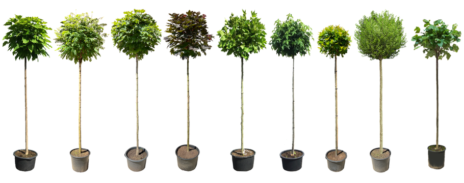Warum Kugelbäume kaufen bei Venovi? Expertise und Liebe zum Baum seit Generationen
