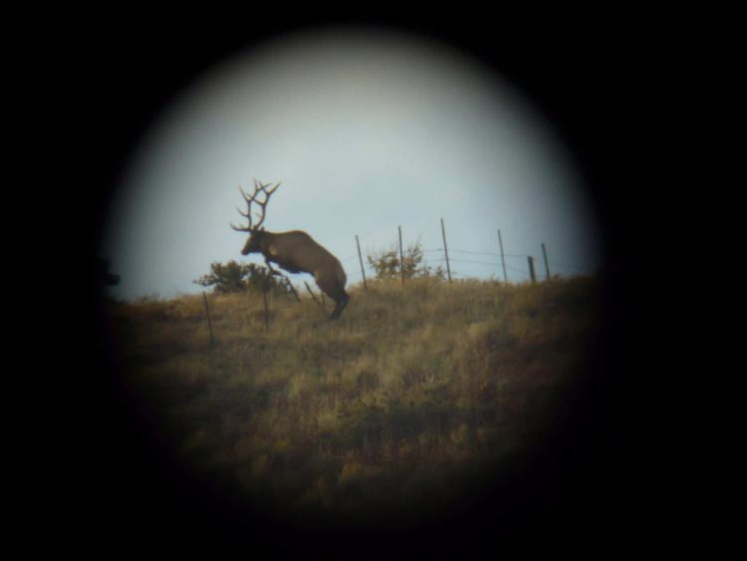 Immer im Ziel: Vegaoptics für Bewegungs- und Drückjagden